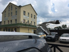 Larus canus