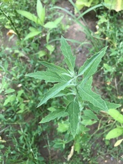 Chenopodium ficifolium
