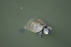 Malaclemys terrapin centrata