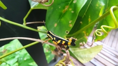 Traulia azureipennis