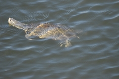 Malaclemys terrapin centrata