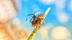 Oxyopes heterophthalmus