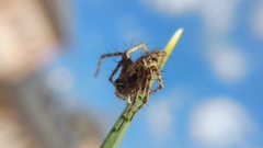 Oxyopes heterophthalmus