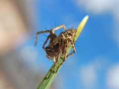 Oxyopes heterophthalmus
