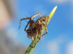 Oxyopes heterophthalmus