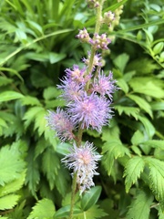 Astilbe rubra