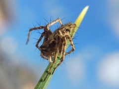 Oxyopes heterophthalmus