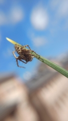 Oxyopes heterophthalmus