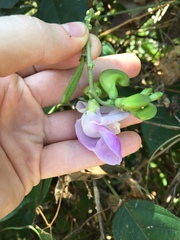 Condylostylis candida