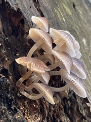 Mycena carmeliana