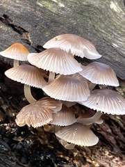 Mycena carmeliana
