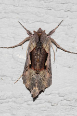 Autographa ampla