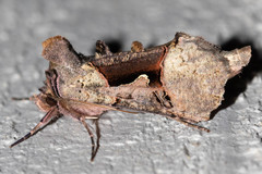 Autographa ampla