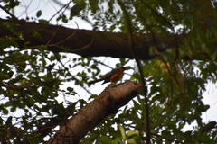 Cossypha niveicapilla