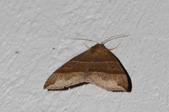 Parallelia bistriaris