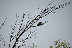 Poicephalus senegalus