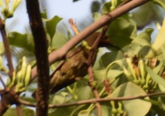 Chalcomitra senegalensis