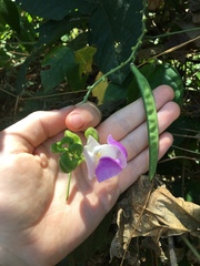 Condylostylis candida