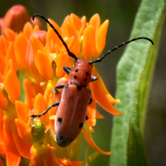 Tetraopes quinquemaculatus