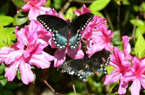 Spicebush Swallowtail, photo 8 of 8