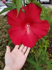 Hibiscus coccineus