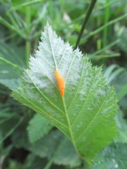 Triphragmium ulmariae