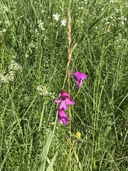 Gladiolus palustris