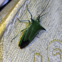 Rhynchocoris