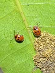 Tinosis decemmaculata