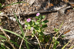 Catharanthus roseus image