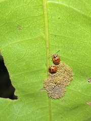Tinosis decemmaculata