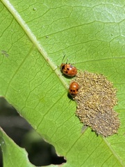 Tinosis decemmaculata