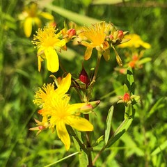 Hypericum ellipticum