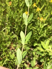 Hypericum ellipticum
