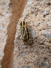 Apantesis virguncula