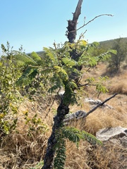 Albizia harveyi
