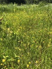 Hypericum ellipticum