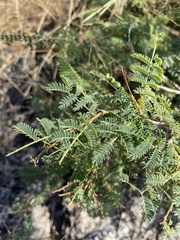 Albizia harveyi