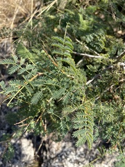 Albizia harveyi