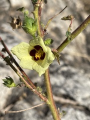 Hibiscus engleri