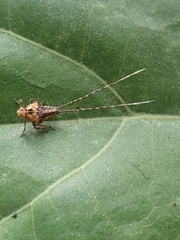 Lophopidae