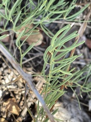Asparagus natalensis