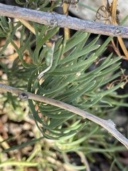 Asparagus natalensis