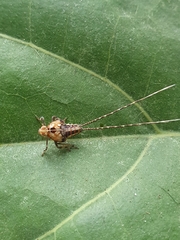 Lophopidae
