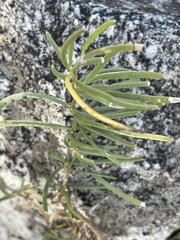 Asparagus natalensis