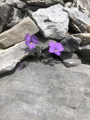 Viola cenisia