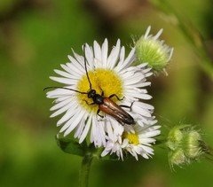 Stenurella melanura