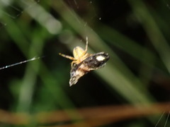 Lamprohiza splendidula