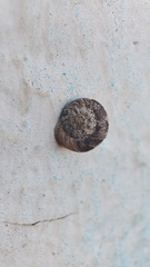 Microxeromagna lowei