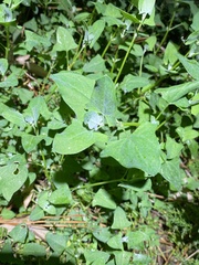 Chenopodium trigonon stellulatum